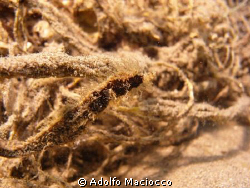Can you see me??
Hairy Pygmy Pipehorse
Naama Bay by Adolfo Maciocco 